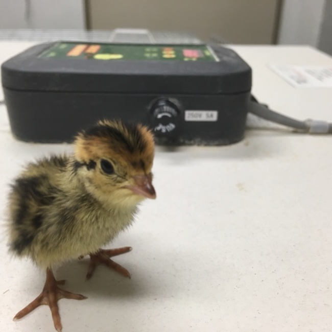 tokudaiaのカバー写真