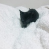 黒ちゃんの里親様募集します。 サムネイル3