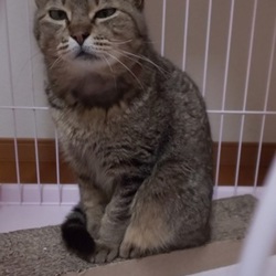大口町元気なまちづくり事業 第20回 猫の譲渡会&TNR医療費の為のバザー