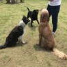 いつものドッグランで仲良しの3匹★おやつたいむ★