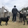 デンのハリーくんと遊んだよ★ハリーくん大きかったなぁ〜！