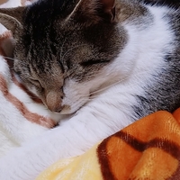 ちび