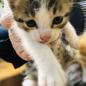 生後一ヶ月の子猫です。1ぴきめ（三毛猫）