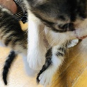 生後一ヶ月の子猫です。2ひきめ