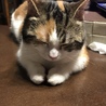 こ、香箱座りが…で、できにゃいにゃ