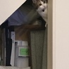 かくれんぼ