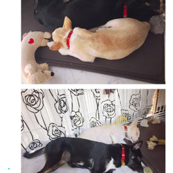 「恐怖のお昼寝」サムネイル1