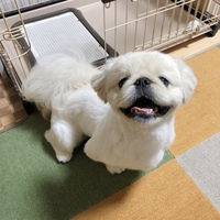 こま