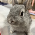 ミニウサギ(産まれたて)