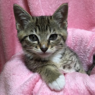 恥ずかしがり屋の男の子