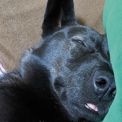 「寝顔が恐ろしい件」サムネイル2