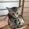 ３／17生まれのグレー仔猫ちゃんメス