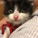 白黒模様の6週間のオスの子猫です。