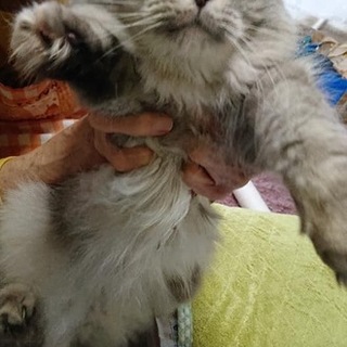 ミミー  14歳 メス