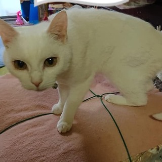 新しい里親様決まりました。ありがとうございました。