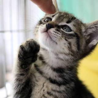 甘えん坊のおんぶくん