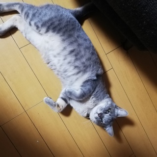 サバトラの男の子