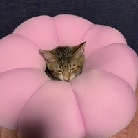 もぐ