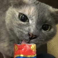 キャミコ