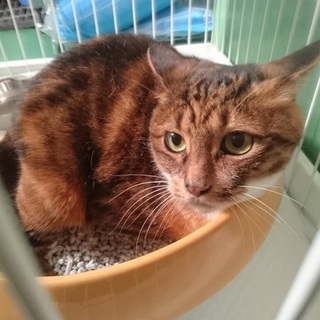 【感謝】繋がります！１６歳のおばあちゃん猫