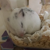 こうめちゃん