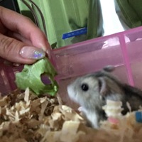 アンチョビくん
