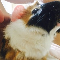 むぎちゃくん