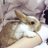 ハウルちゃん