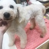 トイプードル*奈保子 サムネイル2