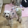 トイプードル*奈保子 サムネイル3