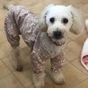 トイプードル*奈保子 サムネイル4