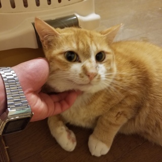 ハンディ有りますが可愛く元気です！