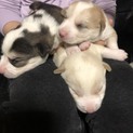 仔犬の里親募集します