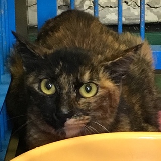 怯えた目をしたサビ猫住民による持ち込み