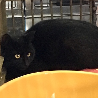 黒猫２匹①住民による持ち込み