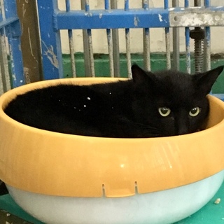 黒猫２匹②住民による持ち込み