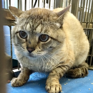 シャムミックス飼い主の事情による持込み