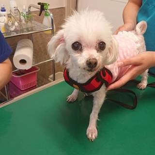 人が大好きな小さなマルチーズ