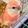 Tammie