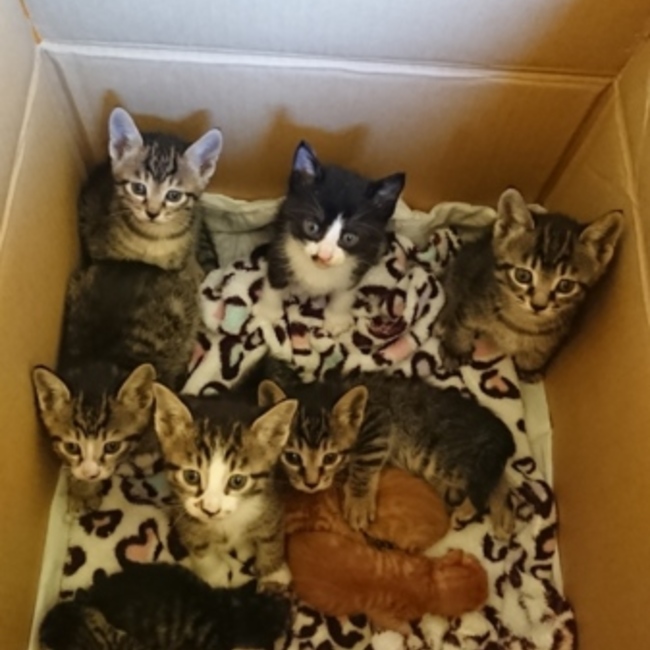 ちゃまみそのカバー写真