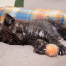 ゴロー　よく食べよく寝てよくアソブ