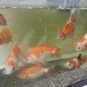 観賞用金魚の里親募集
