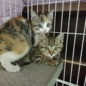 可愛い姉妹子猫の里親を探しています！