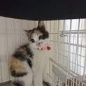 可愛い三毛の里親を探しています！