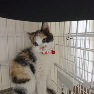 可愛い三毛の里親を探しています！
