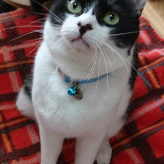 ハッスル甘ったれなテナー君