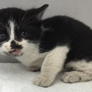 譲渡されました。