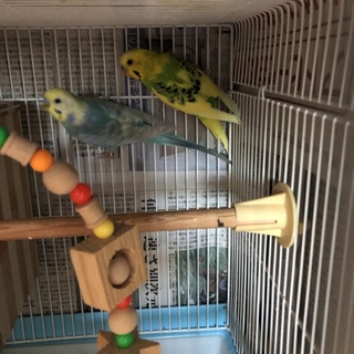 雄雌ツガイのセキセイインコ