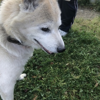 助けてあげてください。時間がありません。