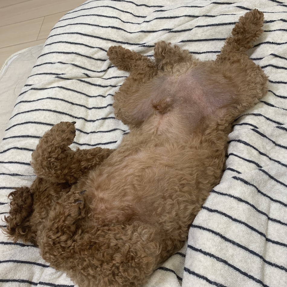 テイラーのカバー写真
